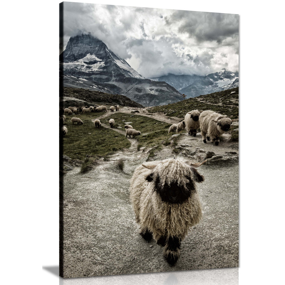 Valais Blacknose Sheep Herd Nature - Wrapped Canvas Print