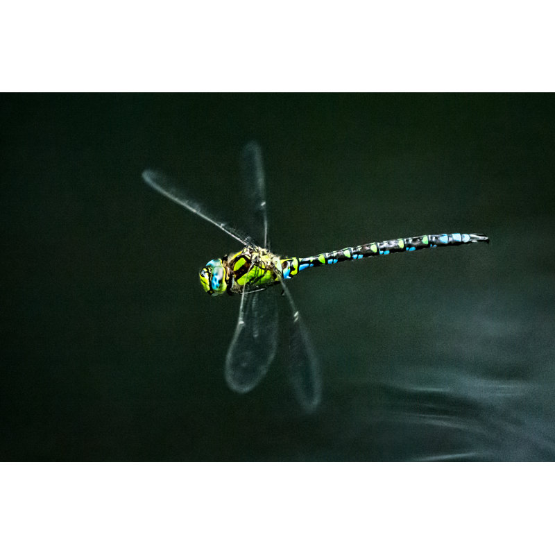 Libellule volante contre une surface d'eau sombre par Zocha_K, H 24 po x l 36 po