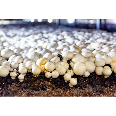 Miracle LED Mushroom Grow Light Kit (2-Pack)