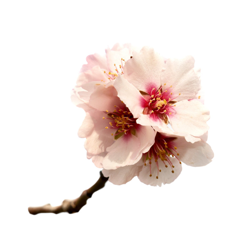 Almond Tree Pink Flowers by Dovapi - Wrapped Canvas Print, 121.92cm H x 121.92cm W