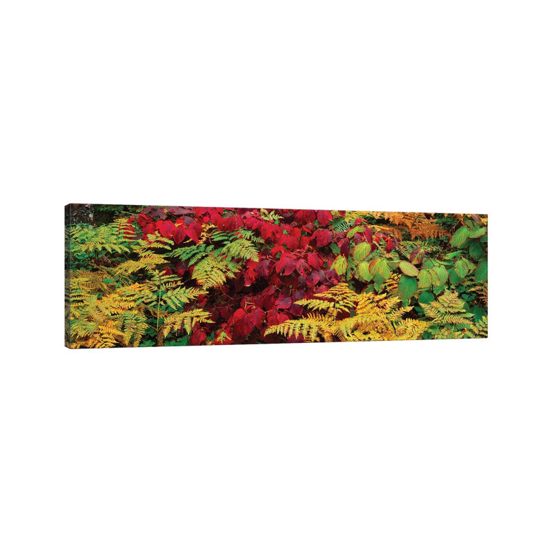 Fall Foliage In A Forest, Adirondack Mountains, Franklin County, New York State, USA II - Wrapped Canvas Panoramic Print