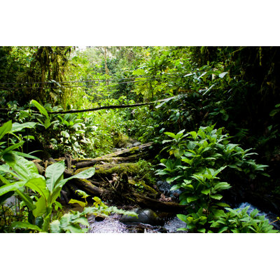 Rainforest - Wrapped Canvas Print