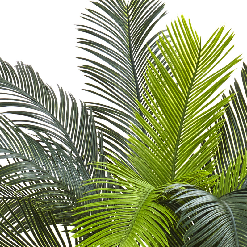 3 pi Cycas résistant aux rayons UV (intérieur / extérieur)