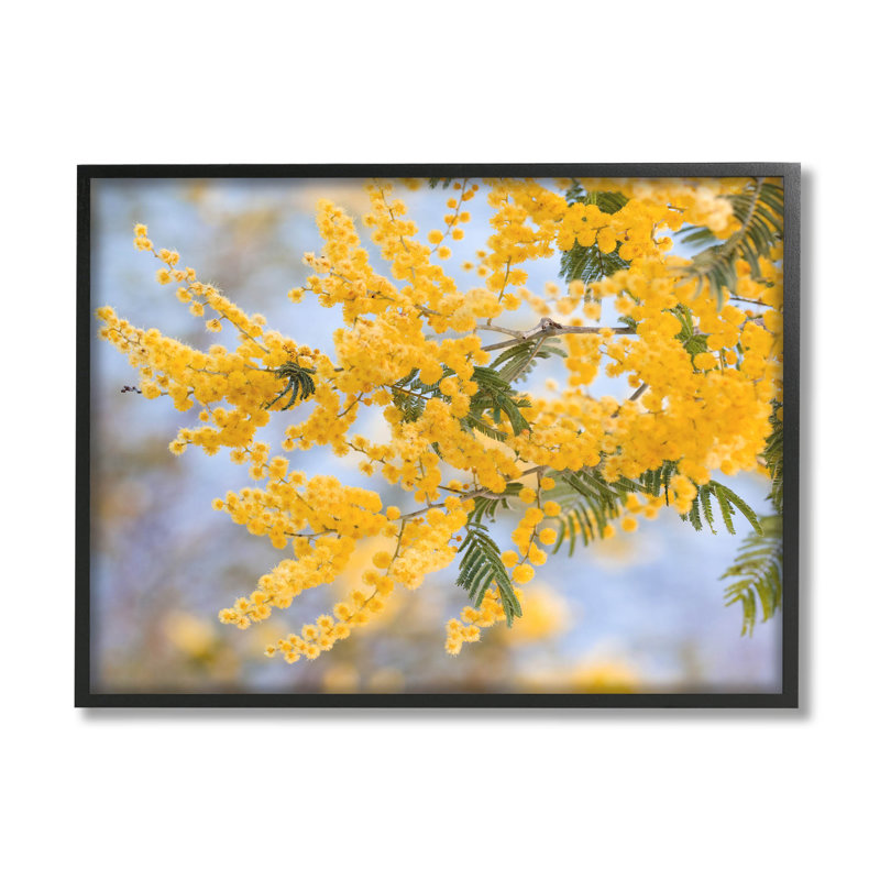 Mimosa jaune, fleurs, art giclée par Lil 'Rue, Giclée encadrée noir minuit, H 11 po x l 14 po x P 1,5 po