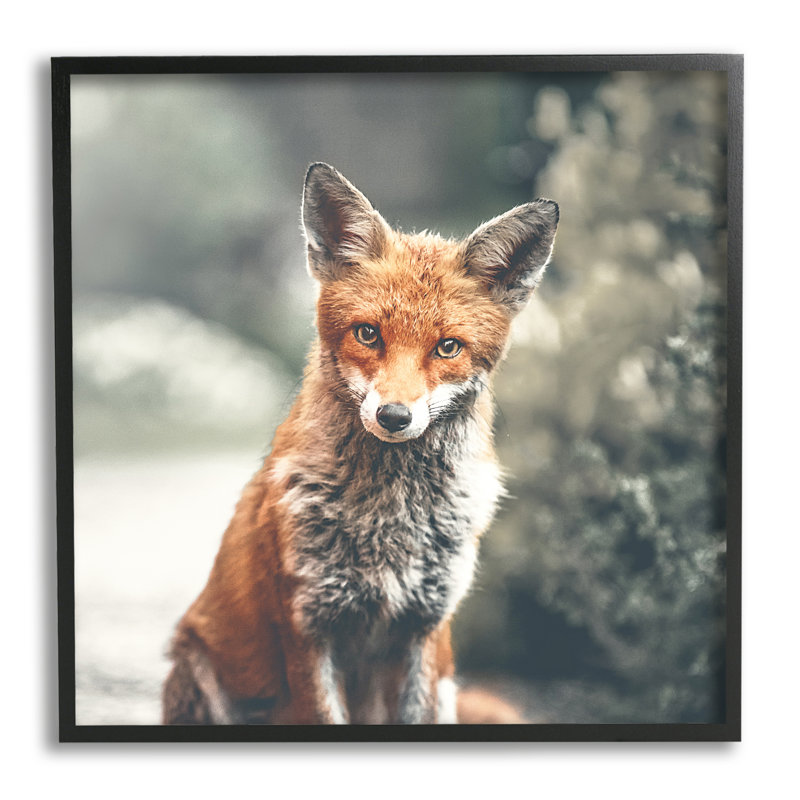 «48_Adorable Woodland Fox», Giclée encadrée noir minuit, H 24 po x l 24 po x P 1,5 po