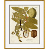 18th Century Botanical Engravings Giclee Print by Soicher Marin Archives