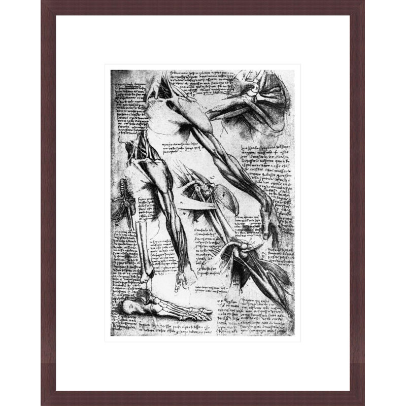 Drawing Studies of Arms Hands and Feet by Leonardo da Vinci -Framed Giclee Print, H 16,75 po x l 13,36 po