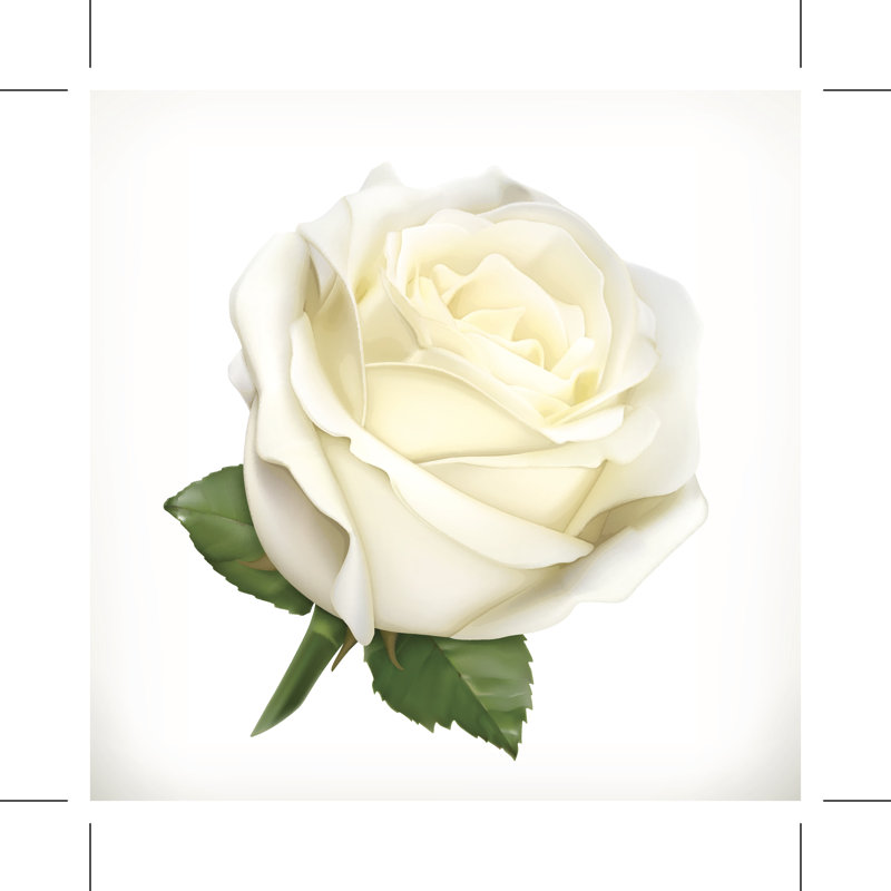 "Rose blanche sur toile" par Allevinatis, impression, H 12 po x l 12 po x P 1,25 po