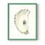 «Neutral Oyster Study II», reproduction encadrée - bois massif-587693000-587693009