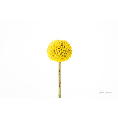 Craspedia III sur toile