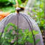 Wired Plant Protector-956071648-956071655