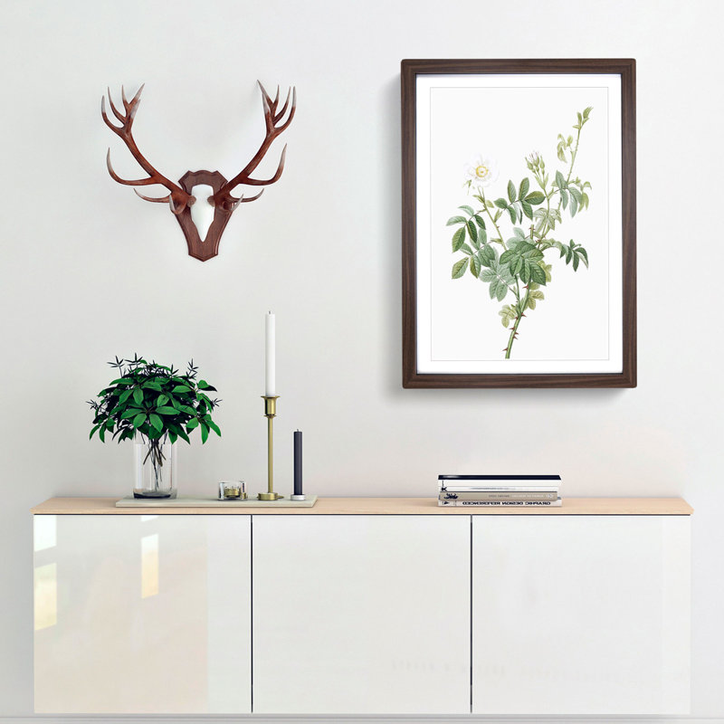 White Downy Rose by Pierre-Joseph Redoute - Picture Frame Art Prints, 48cm H x 36cm W x 2cm D, Walnut Framed