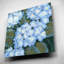 «Blue Hydrangeas I» par Tim O'Toole-1495891031