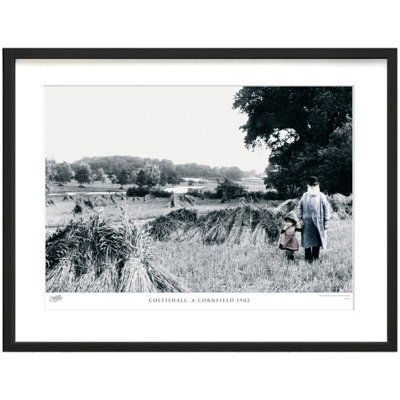 Coltishall, A Cornfield 1902 by Francis Frith - Single Picture Frame Print