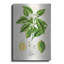 «Vintage Citrus Fruit Study C» par Jean Plout, art mural en métal-1215655040