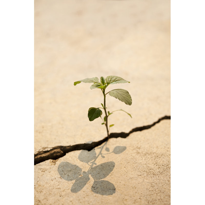 «Young Plant Growing» par Enviromantes, H 18 po x l 12 po