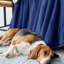 Veyo Throw Blanket-838665388-838665384