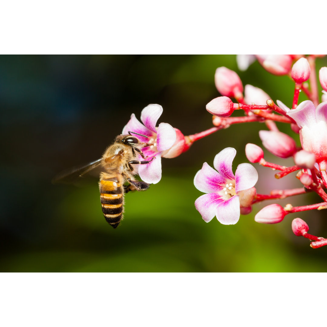 Leinwandbild Makro von Biene auf Karambole Blume