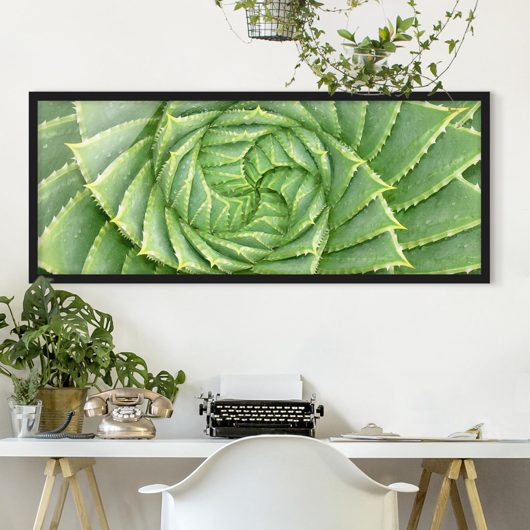 Gerahmtes Poster Spiral Aloe