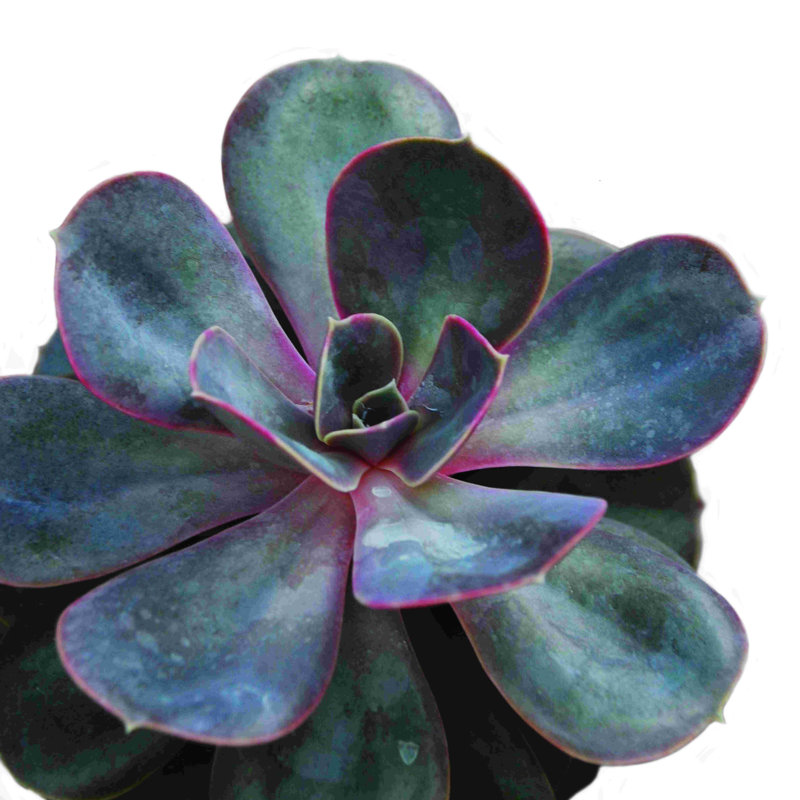 Succulent rose vert, H 12 po x l 12 po