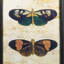Grand papillon coloré rétro réfléchissant - ensemble de 2 reproductions d'art sur verre
