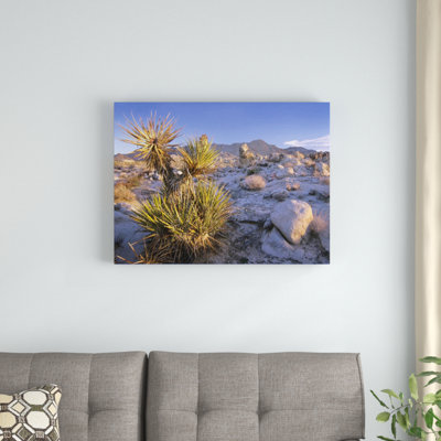 " Mojave Yucca "