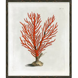Red Coral IV Giclee Print by Soicher Marin Archives