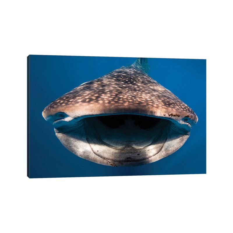 Whale Shark in Isla Mujeres, Mexico I 1 Piece Wrapped Canvas Wall Art, 20.32 cm H x 30.48 cm W