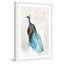 «Peacock Back» par Christine Lindstrom, reproduction encadrée-18799549