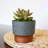 Javette Pot Planter