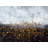 Gold Paint Splash On Gray Background Print On Canvas-98694018