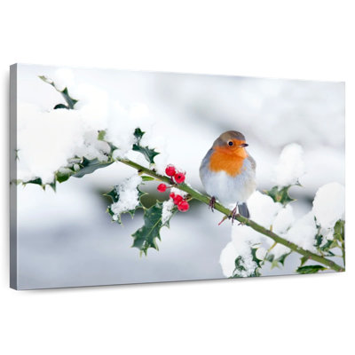 Winter Robin Songbird