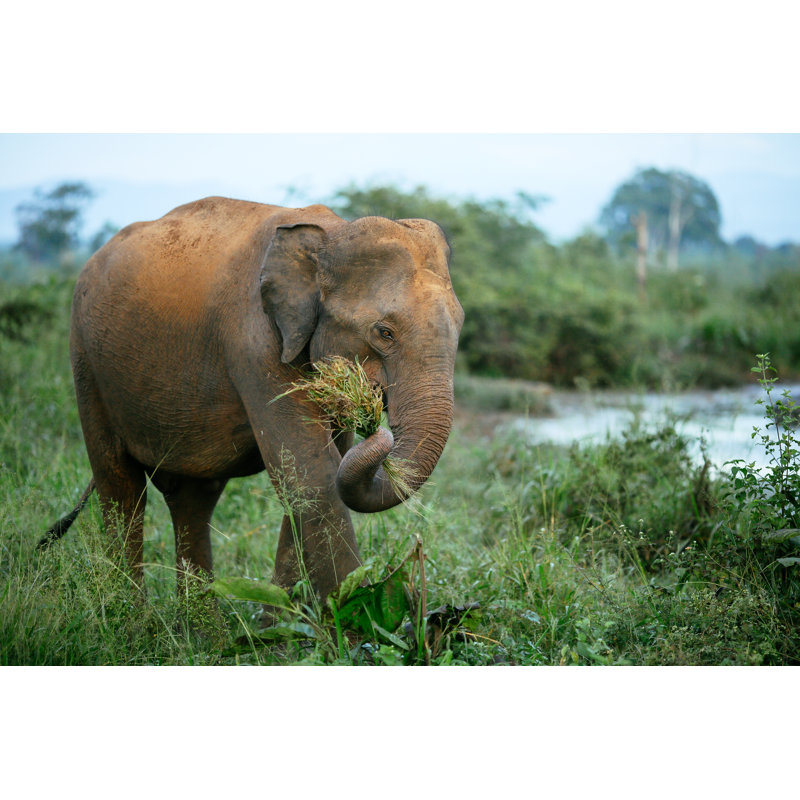 Elephant In Nature Reserve by Bene_A - Wrapped Canvas Print, 30cm H x 46cm W