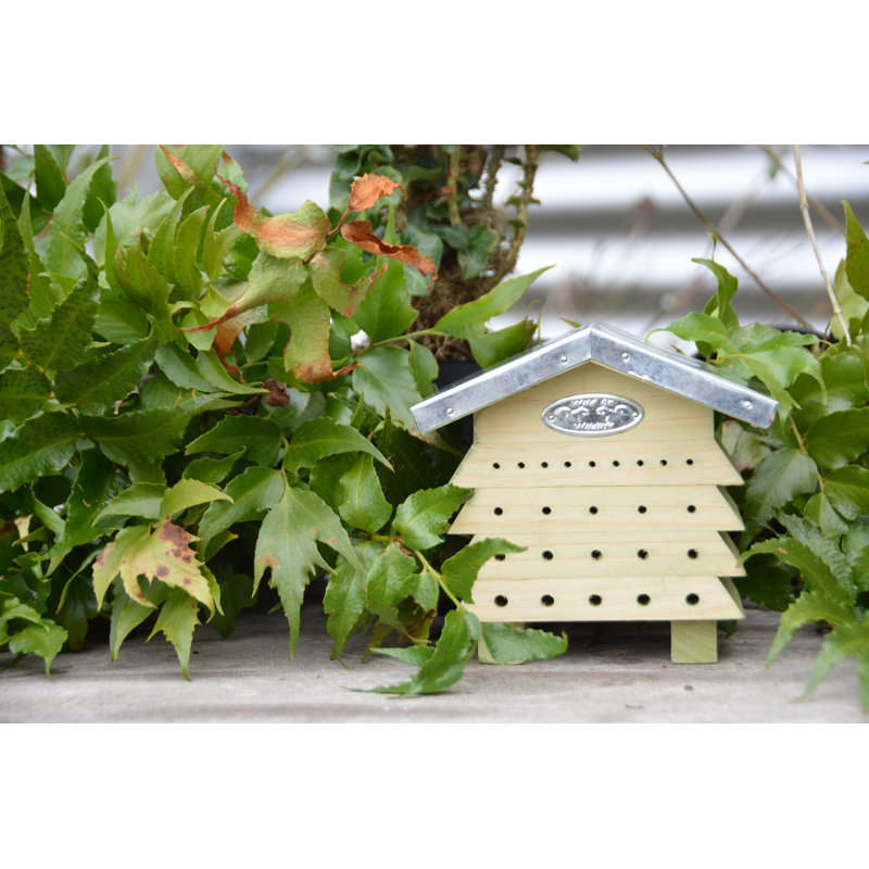 Jed Bee House