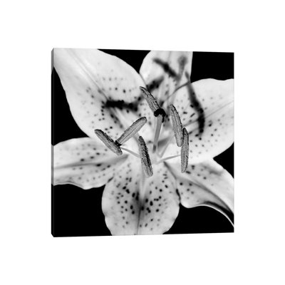 Close Up Of Lily Flower - Wrapped Canvas Print