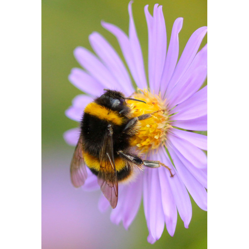 Buff-Tailed Bumblebee by Zhikuang - Wrapped Canvas Print, 122cm H x 81cm W x 3.8cm D
