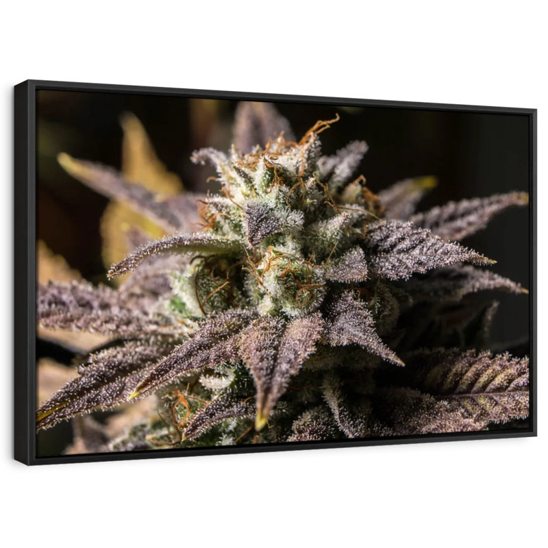 "Marijuana en hiver", impression florale et botanique, H 9 po x l 13 po