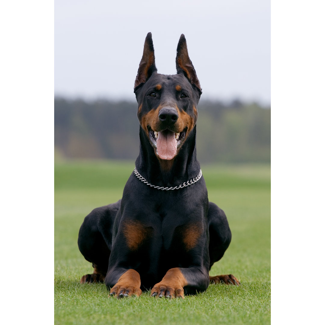 Leinwandbild Portrait of Dobermann