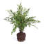 Maidenhair Drop-in 18"