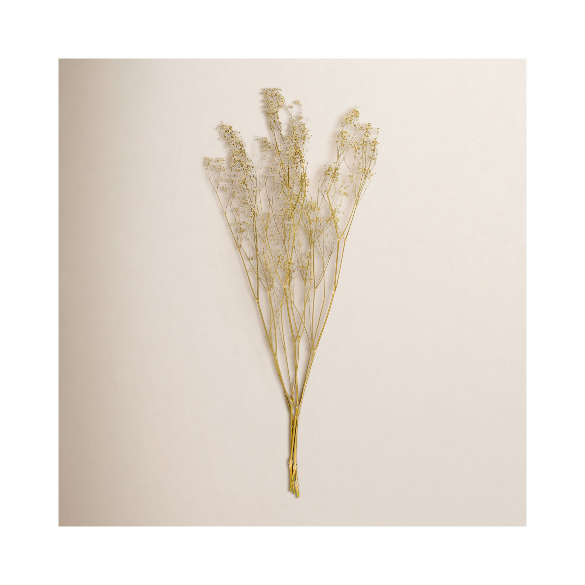 24" Dried Natural White Dried Gypsophila Baby's Breath Bunch, 0.7 oz. This is a natural product, dimensions and color may vary plant to plant.