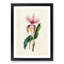 Illustration of a Pink Cattleya Orchid - Picture Frame Painting Print-55579422-55579424