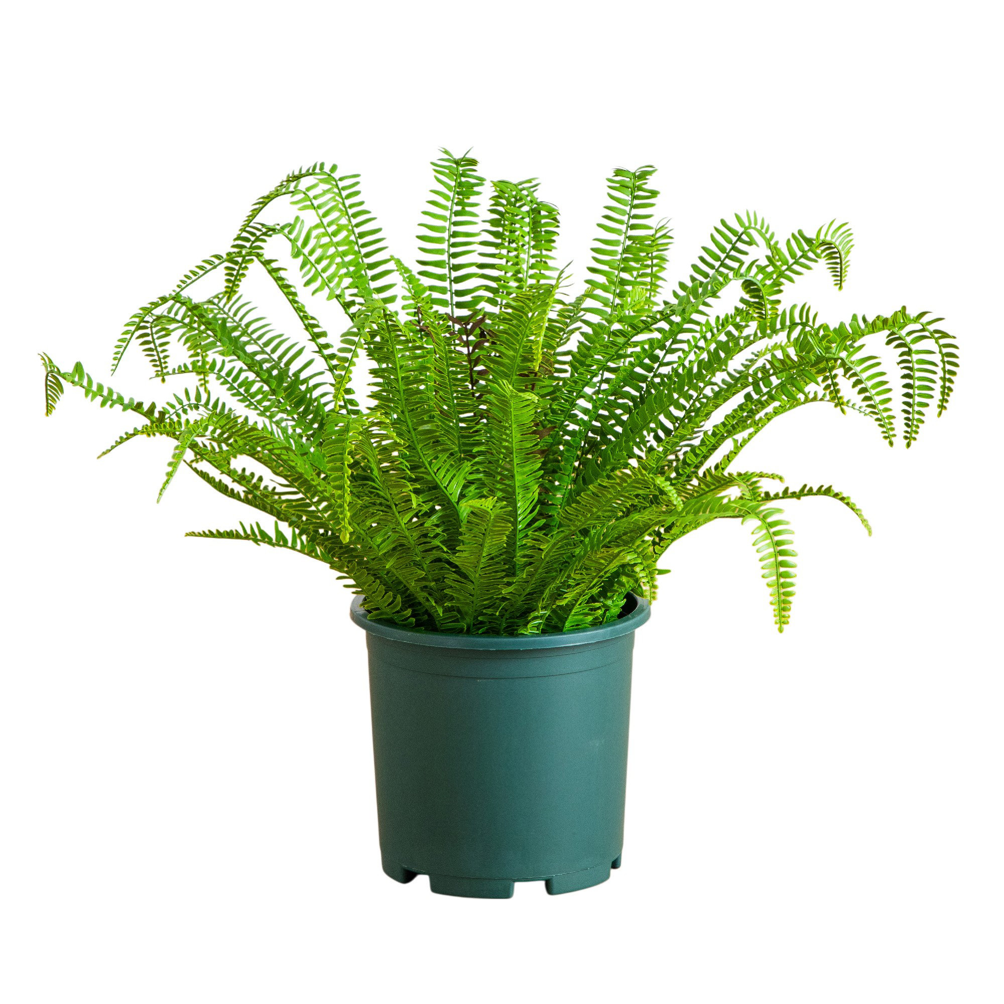23In. UV Resistant Artificial Boston Fern Plant With Real Touch Leaves (Indoor/Outdoor), 27" H x 30" W x 30" D