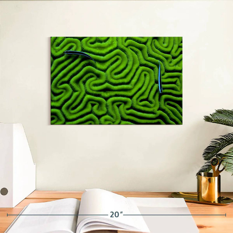 Corail vert Brampt, H 8 po x l 12 po
