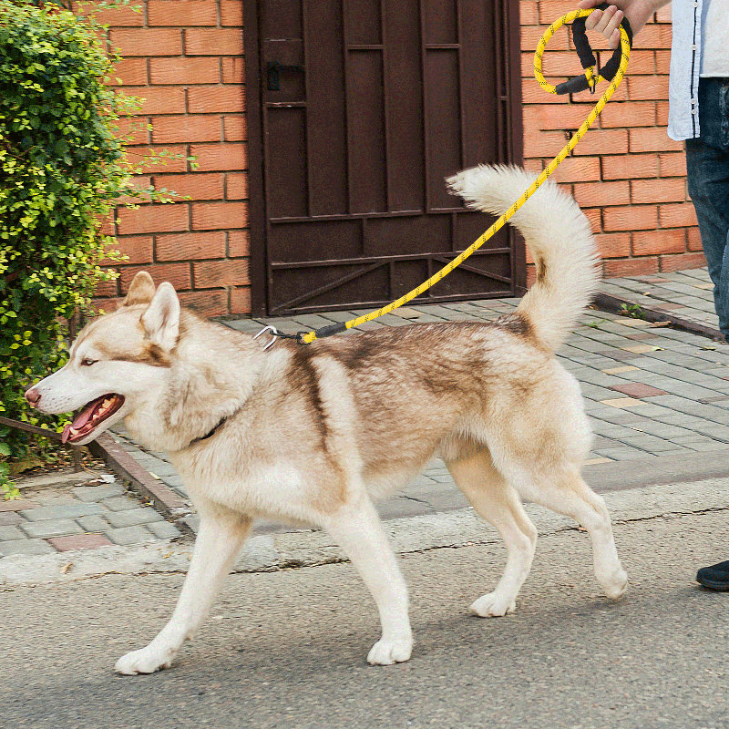 Laisse pour chien robuste de 5 pi avec poignée rembourrée réfléchissante Franjka pour chiens de grande et moyenne taille Conception durable et antidérapante