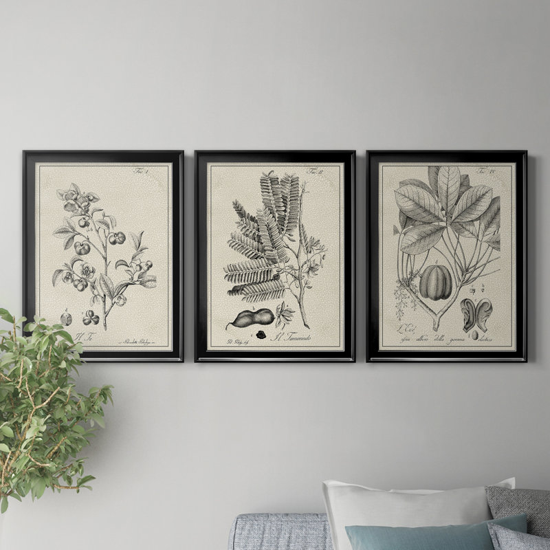 «Antique Black and White Botanical IV», ensemble de 3 peintures sur toile encadrées, H 18,5 po x l 73,5 po x P 1,5 po