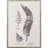 Fern Study Framed Art