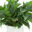 Rohdea Japonica Bush in Round Planter
