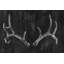 «Rustic Antler II» par Ethan Harper - reproduction d'art sur toile-1249997937-1298362953-1325519652