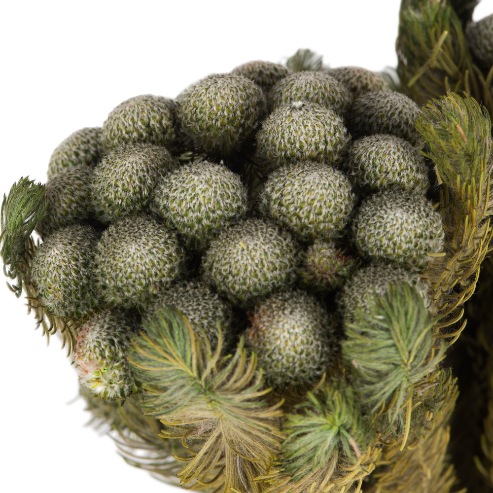 Preserved Brunia Stems