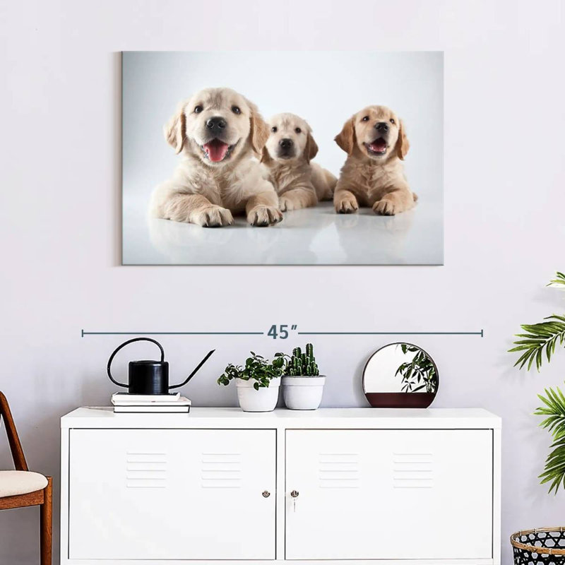 Brampt Golden Retriever Pups, 24" H x 36" W